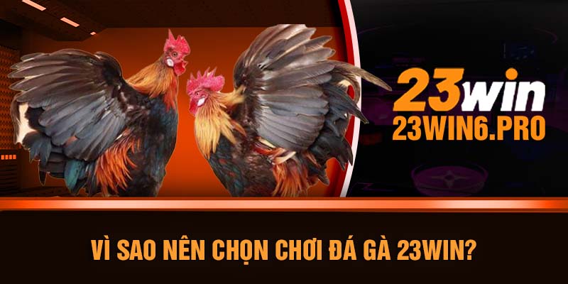 Vì sao nên chọn chơi đá gà 23WIN?